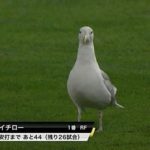 【パワプロアプリ】イチローの足元におる鳩ってネタ元はなんなの？（矢部速報）